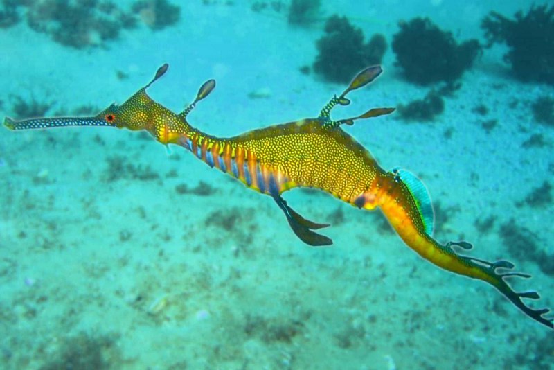 Морской конёк (Hippocampus guttulatus)