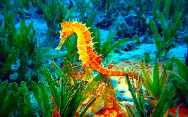 Коралловый дракон морской в реальной жизни