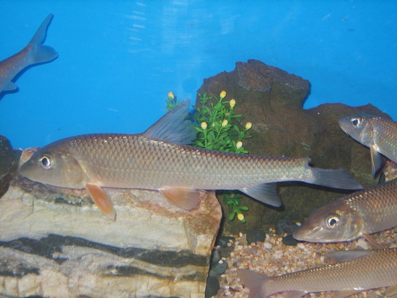 Морской конек синий