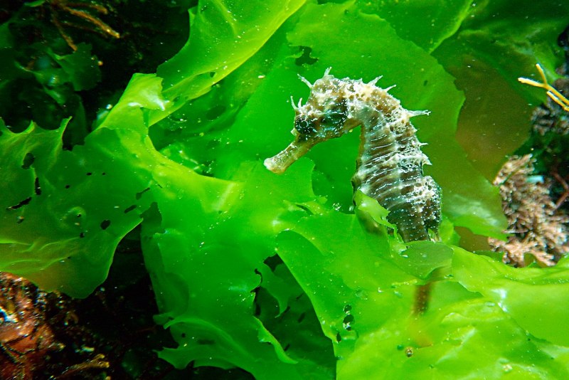 Phyllopteryx taeniolatus