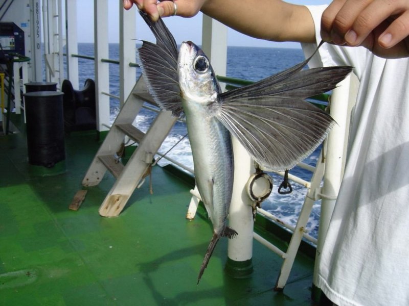 Cheilopogon melanurus