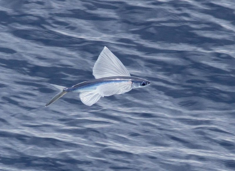 Cheilopogon heterurus