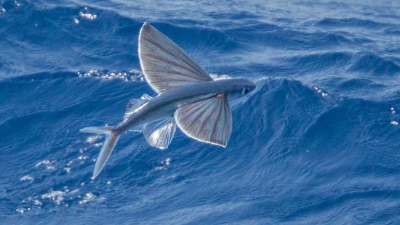 Exocoetus volitans
