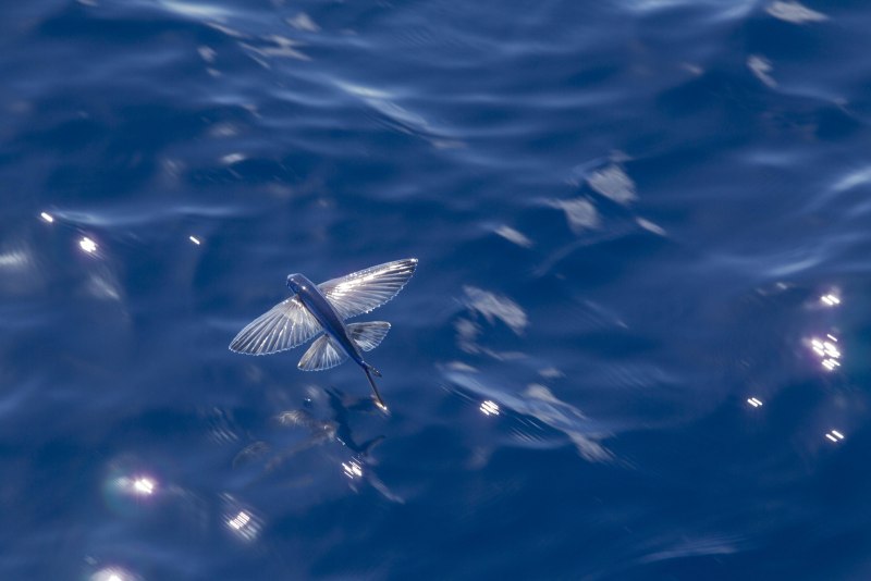 Наталья Шевченко Flying Fish