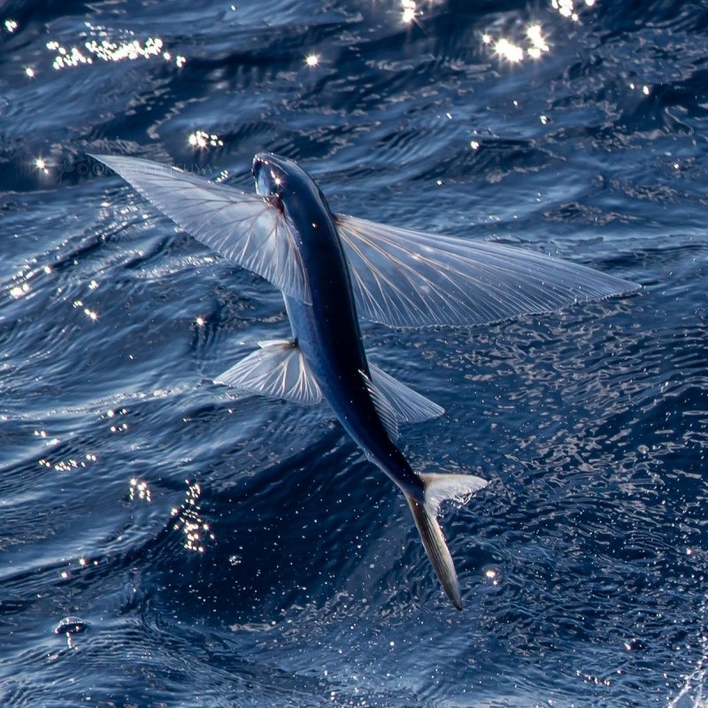 Cheilopogon pinnatibarbatus