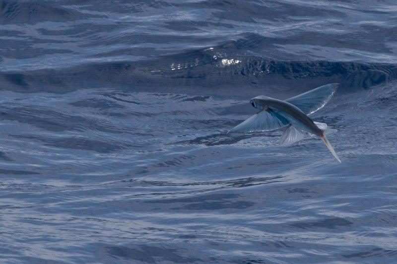Cheilopogon pinnatibarbatus