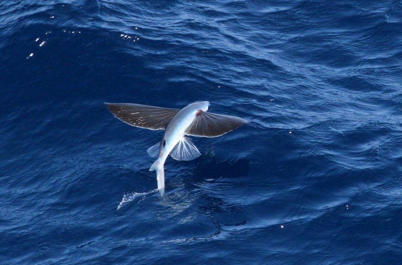 Cheilopogon heterurus