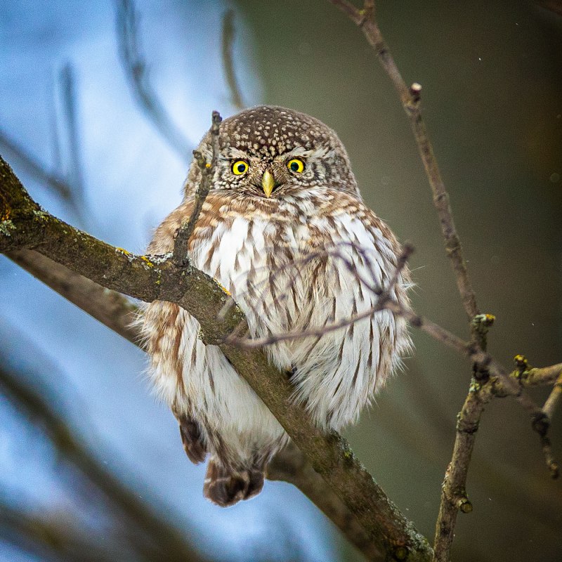 Воробьиный Сыч - Glaucidium passerinum