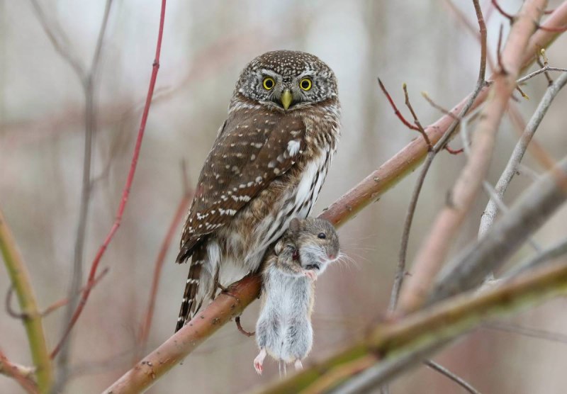Воробьиный сычик (Glaucidium passerinum)