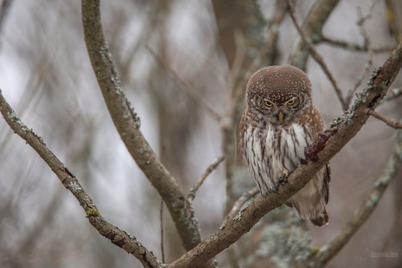 Воробьиный Сыч - Glaucidium passerinum