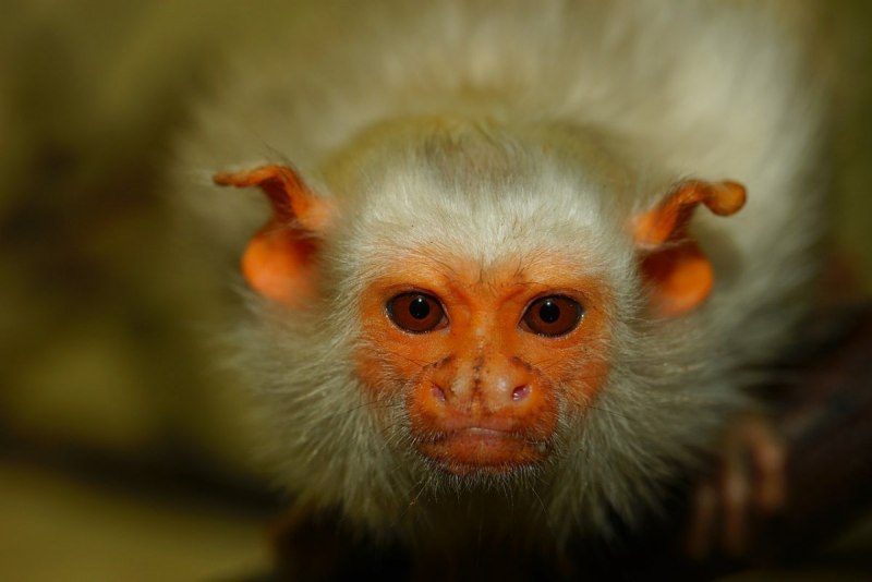 Silvery Marmoset