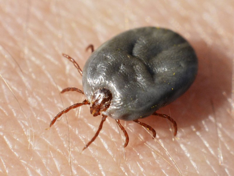Черноногий клещ (Ixodes scapularis)
