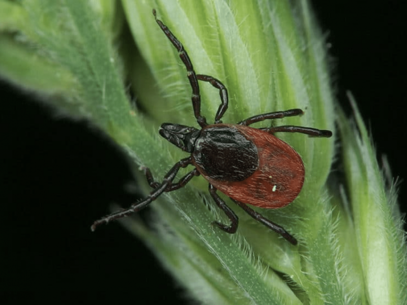 Черноногий клещ (Ixodes scapularis)