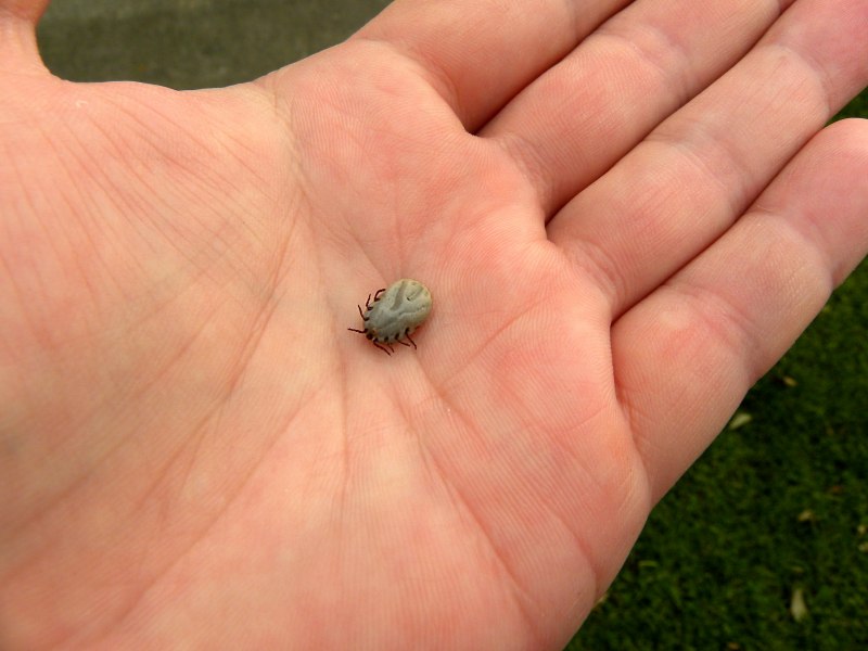 Ricinus Лесной клещ