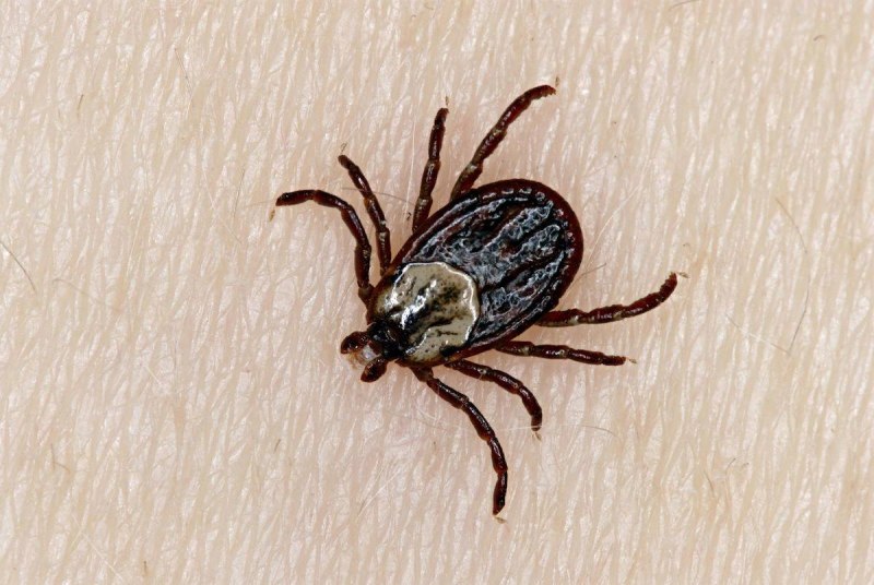 Ixodes vespertilionis