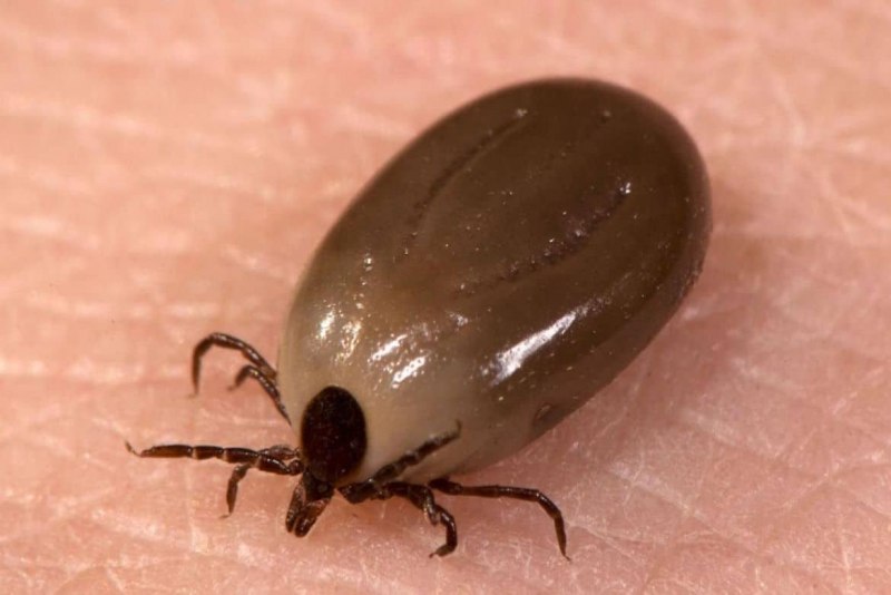 Dermacentor marginatus самка