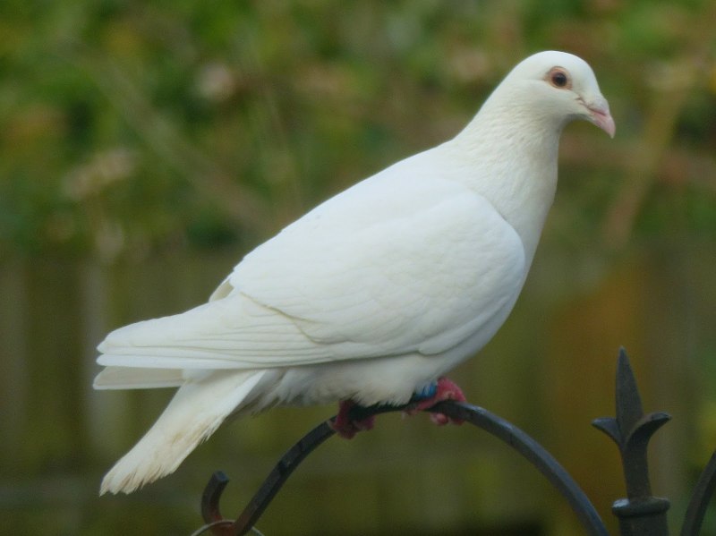 Вайт dove
