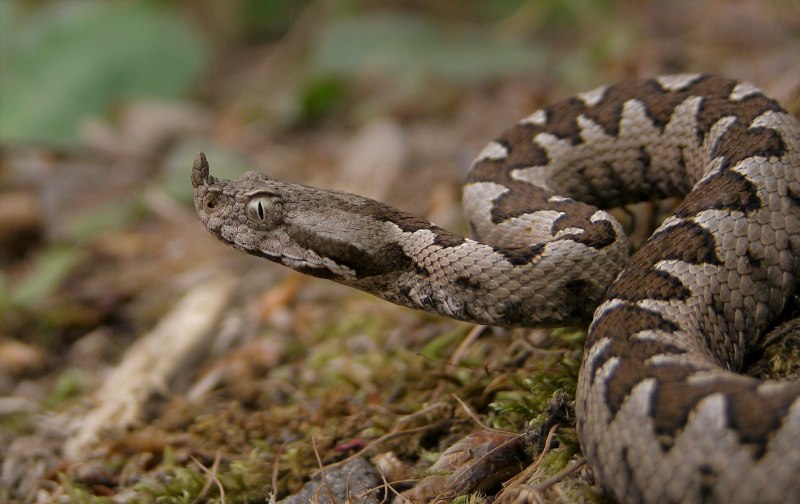 Гадюка Лотиева (Vipera lotievi)