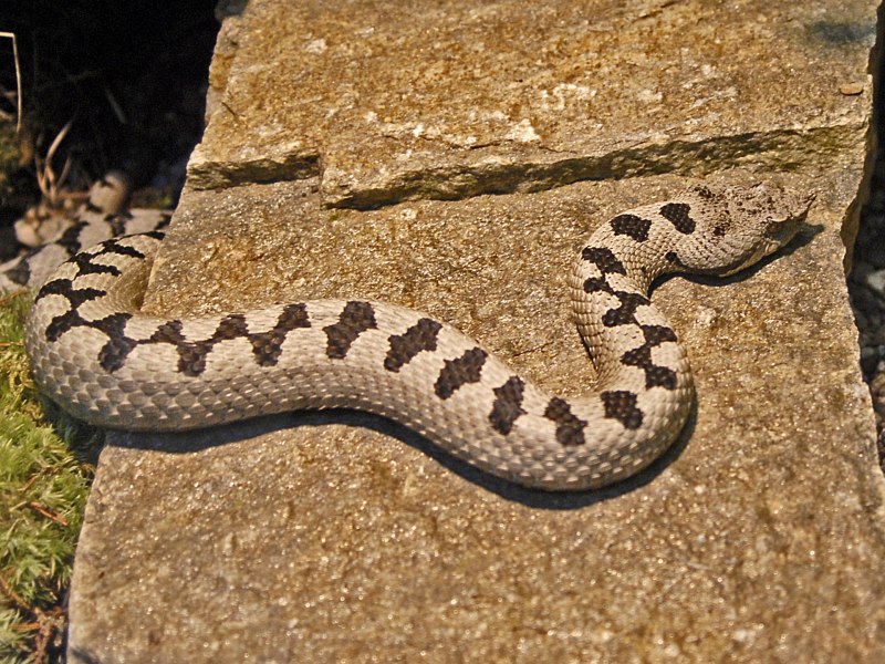 Носатая гадюка Vipera ammodytes