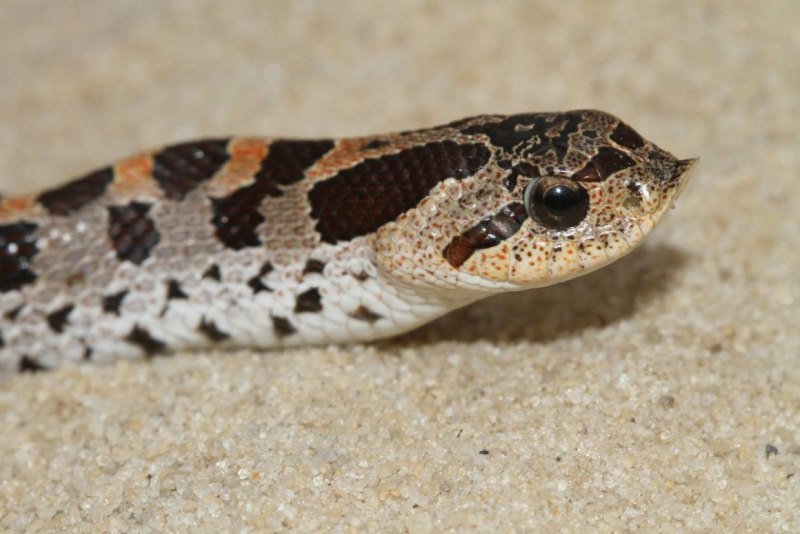 Western Hognose Snake