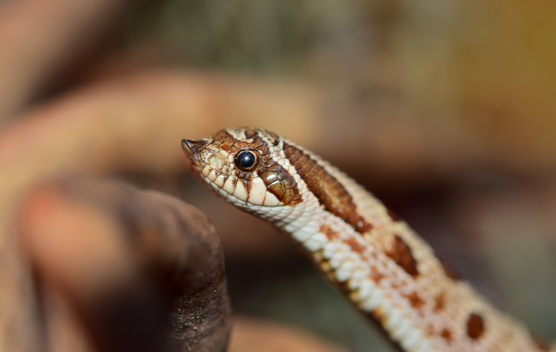 Heterodon nasicus