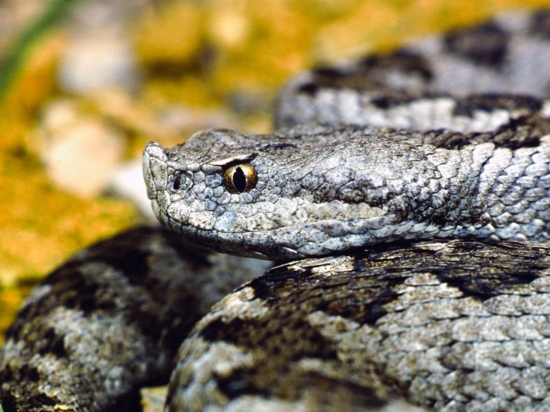 Гадюка армянская (Vipera xanthina)