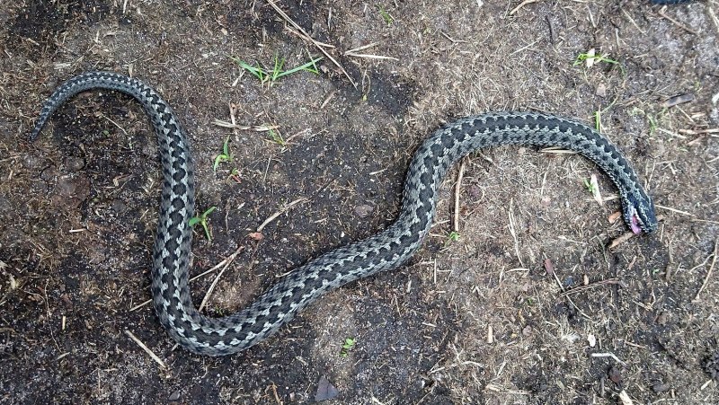 Гадюка Степная в Воронежской области
