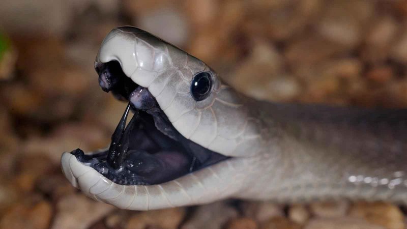 Чёрная мамба Dendroaspis polylepis