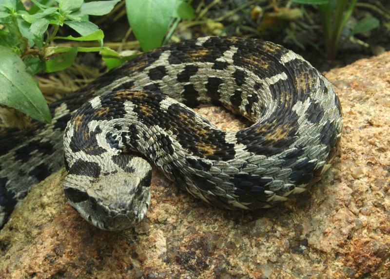 Гадюка Вагнера Vipera wagneri