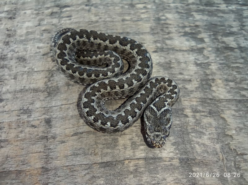 Степная гадюка (Vipera Renardi)