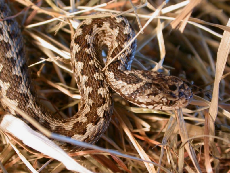 Степная гадюка (Vipera Renardi)