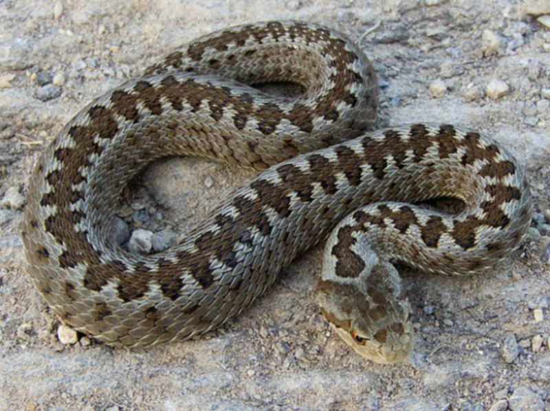 Степная гадюка (Vipera Renardi)