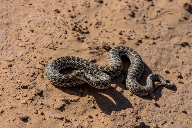 Степная гадюка (Vipera Renardi)