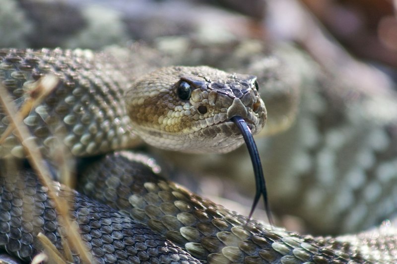 Восточная Степная гадюка (Vipera (Pelias) Renardi)