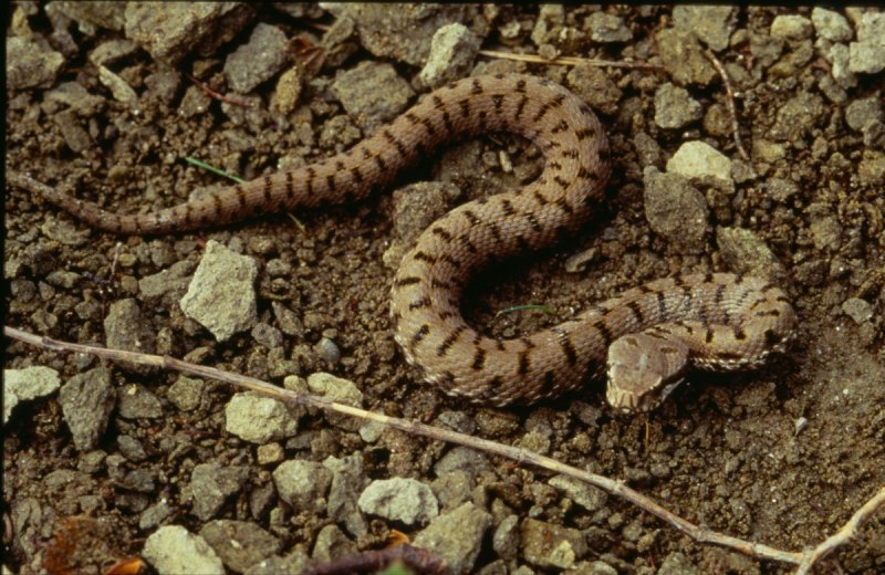 Vipera berus гадюка