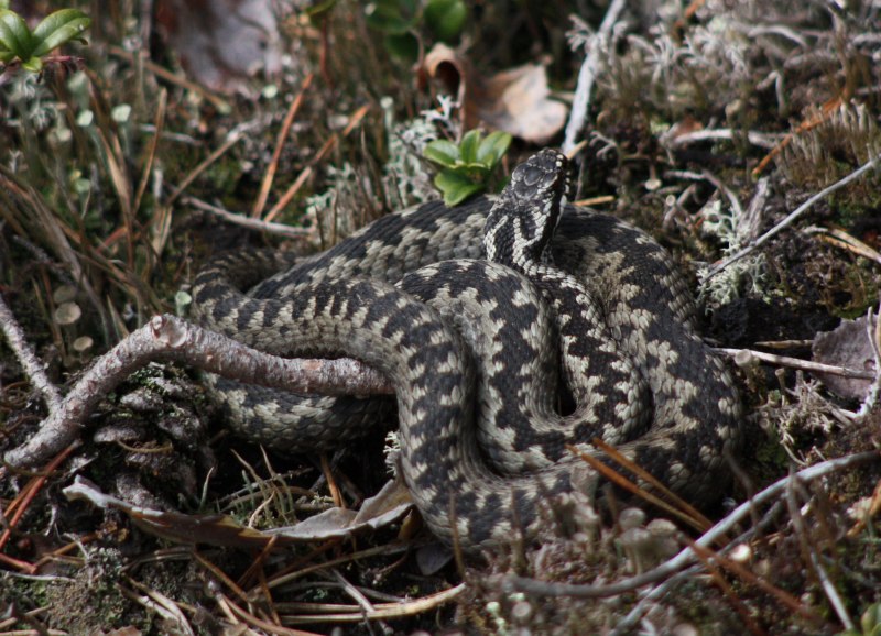 Гадюка Лотиева (Vipera lotievi)