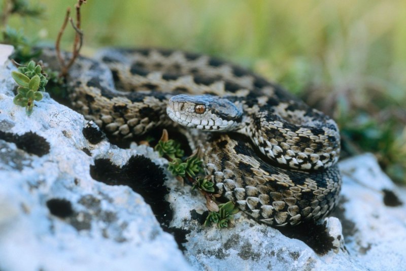 Степная гадюка (Vipera Renardi)