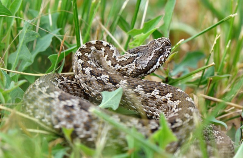 Восточная Степная гадюка Vipera Renardi (Christoph, 1861)
