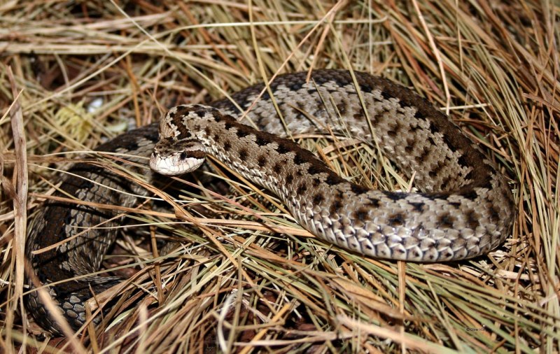 Восточная Степная гадюка (Vipera (Pelias) Renardi)