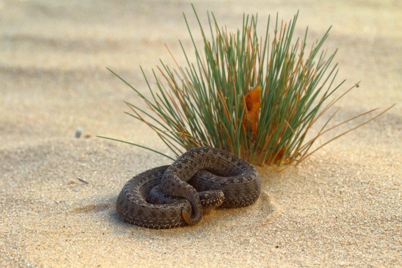 Степная гадюка (Vipera Ursini Bonaparte, 1835)