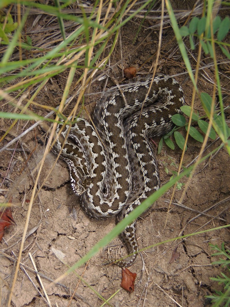 Степная гадюка (Vipera Renardi)