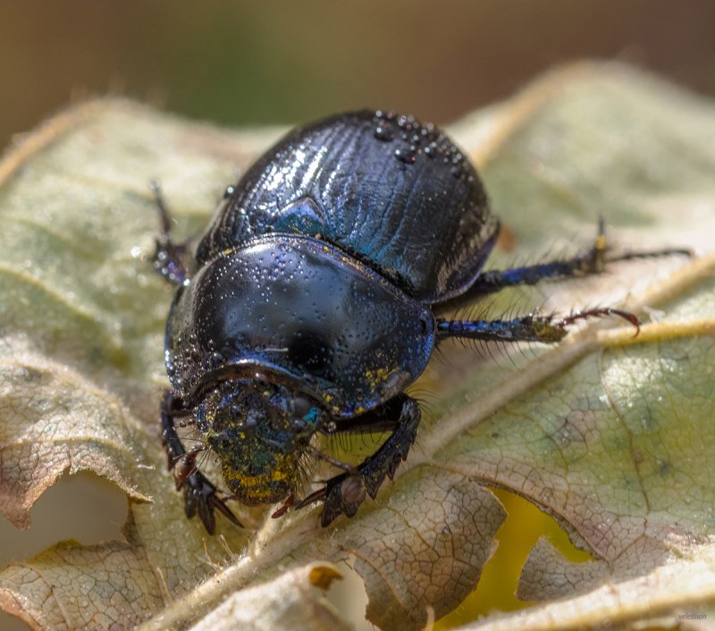 Anoplotrupes stercorosus