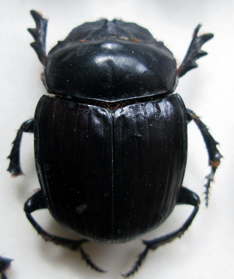 Heliocopris Antenor