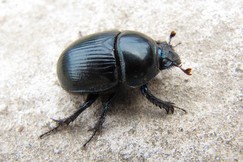 Geotrupes Stercorarius l. – навозник обыкновенный