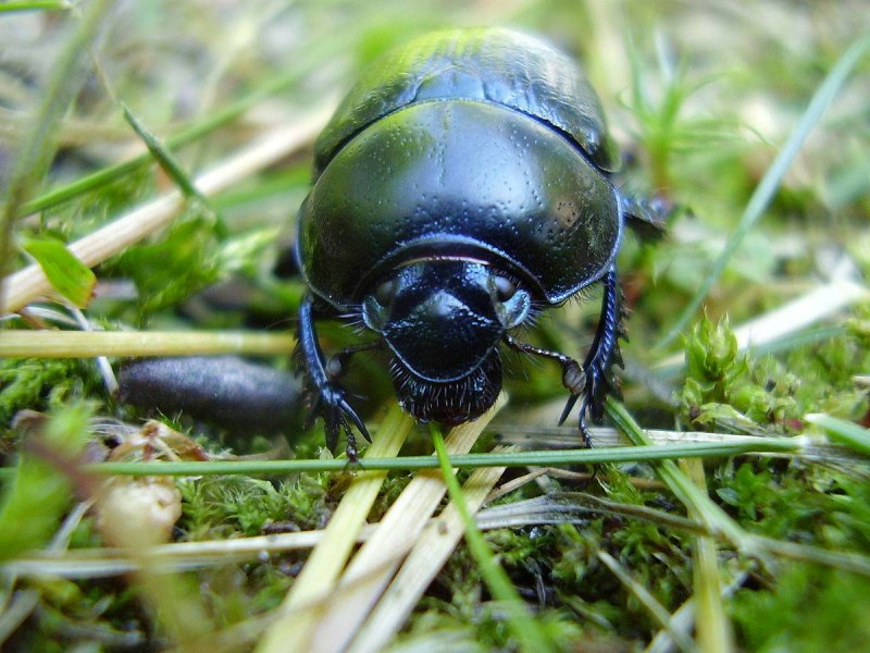 Навозник обыкновенный geotrupes Stercorarius
