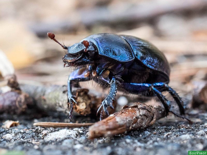 Geotrupes Stercorarius
