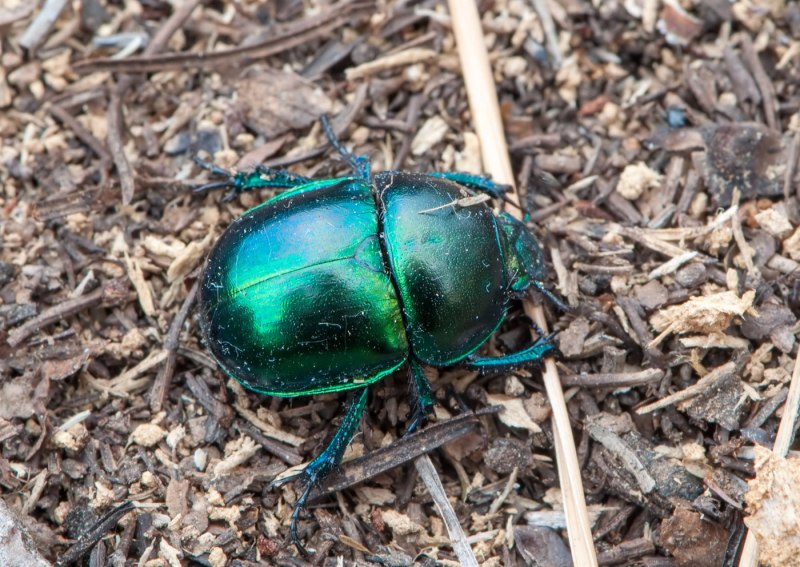 Навозник весенний (Trypocopris vernalis)