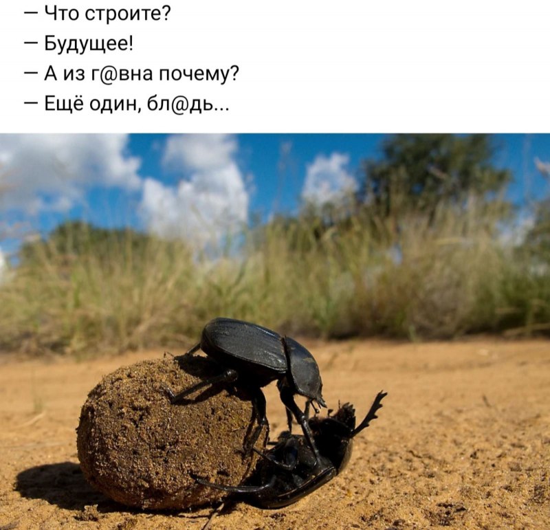 Жук навозник Лесной
