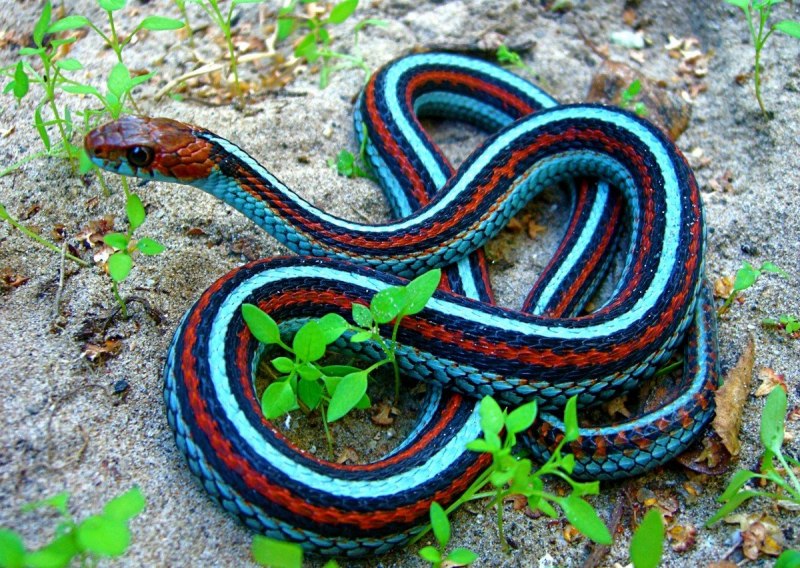 Opheodrys vernalis