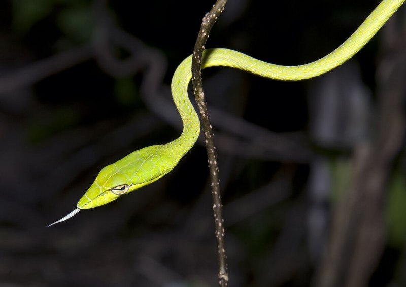 Ahaetulla prasina